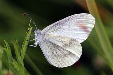 rüyada beyaz kelebek sürüsü görmek